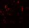 Protein Inhibitor Of Activated STAT 2 antibody, 5743, ProSci, Immunofluorescence image 