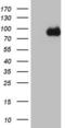  antibody, LS-C339871, Lifespan Biosciences, Western Blot image 