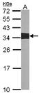 CRK Proto-Oncogene, Adaptor Protein antibody, LS-C109329, Lifespan Biosciences, Western Blot image 