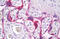Human Chorionic gonadotrophin antibody, MBS245808, MyBioSource, Immunohistochemistry frozen image 