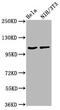 Myocardin Related Transcription Factor B antibody, CSB-PA891962LA01HU, Cusabio, Western Blot image 