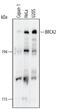 BRCA2 antibody, MA5-23942, Invitrogen Antibodies, Western Blot image 