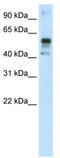 Nuclear Factor, Erythroid 2 Like 2 antibody, TA343586, Origene, Western Blot image 