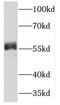 Nuclear Factor, Interleukin 3 Regulated antibody, FNab05700, FineTest, Western Blot image 