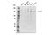 Partner And Localizer Of BRCA2 antibody, 30253S, Cell Signaling Technology, Western Blot image 