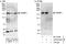 TAR (HIV-1) RNA Binding Protein 1 antibody, A303-632A, Bethyl Labs, Western Blot image 