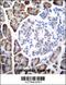 Urocanate Hydratase 1 antibody, 55-667, ProSci, Immunohistochemistry frozen image 