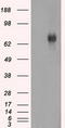 ATK antibody, CF501102, Origene, Western Blot image 