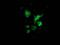 Sulfotransferase Family 1A Member 1 antibody, MA5-25296, Invitrogen Antibodies, Immunocytochemistry image 