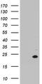 Mitochondrial Ribosomal Protein S11 antibody, TA802881, Origene, Western Blot image 