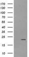Leucine Zipper And CTNNBIP1 Domain Containing antibody, CF505942, Origene, Western Blot image 