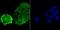 COP9 Signalosome Subunit 5 antibody, NBP2-75546, Novus Biologicals, Immunofluorescence image 