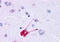 Tachykinin Receptor 1 antibody, MBS243298, MyBioSource, Immunohistochemistry frozen image 