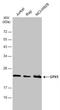 Glutathione Peroxidase 1 antibody, NBP1-33620, Novus Biologicals, Western Blot image 