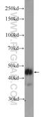 G Kinase Anchoring Protein 1 antibody, 11395-1-AP, Proteintech Group, Western Blot image 