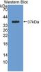 Serine/threonine-protein kinase ICK antibody, LS-C374539, Lifespan Biosciences, Western Blot image 