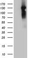 Nuclear Receptor Coactivator 7 antibody, TA810478S, Origene, Western Blot image 