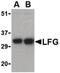 Fas apoptotic inhibitory molecule 2 antibody, LS-B567, Lifespan Biosciences, Western Blot image 