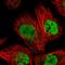 Protein dpy-30 homolog antibody, HPA043761, Atlas Antibodies, Immunofluorescence image 