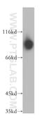 Death-inducer obliterator 1 antibody, 10183-1-AP, Proteintech Group, Western Blot image 