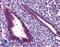 Jumonji Domain Containing 1C antibody, LS-B5033, Lifespan Biosciences, Immunohistochemistry frozen image 