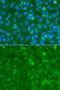 Stromelysin-3 antibody, orb135922, Biorbyt, Immunocytochemistry image 