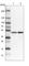 Ribosome Production Factor 1 Homolog antibody, HPA024642, Atlas Antibodies, Western Blot image 