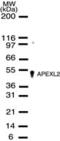 DNA-(apurinic or apyrimidinic site) lyase 2 antibody, PA1-29809, Invitrogen Antibodies, Western Blot image 