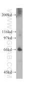 IKAROS Family Zinc Finger 2 antibody, 13554-1-AP, Proteintech Group, Western Blot image 