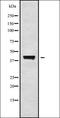 C-C Motif Chemokine Receptor 4 antibody, orb336391, Biorbyt, Western Blot image 