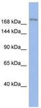 Bromodomain Adjacent To Zinc Finger Domain 1A antibody, TA331197, Origene, Western Blot image 