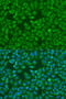 Insulin Like Growth Factor 2 MRNA Binding Protein 1 antibody, 15-913, ProSci, Immunofluorescence image 