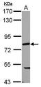 Poly(A) Binding Protein Cytoplasmic 4 antibody, PA5-31940, Invitrogen Antibodies, Western Blot image 