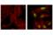 ATF4 antibody, 97038S, Cell Signaling Technology, Immunofluorescence image 