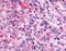 MAS Related GPR Family Member X4 antibody, TA340890, Origene, Immunohistochemistry frozen image 