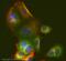 RAB11A, Member RAS Oncogene Family antibody, ab65200, Abcam, Immunofluorescence image 