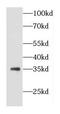 Coenzyme Q5, Methyltransferase antibody, FNab01878, FineTest, Western Blot image 