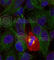 p65 antibody, AP0122, ABclonal Technology, Immunofluorescence image 