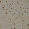 Elongation factor 1-delta antibody, 18-678, ProSci, Immunohistochemistry frozen image 