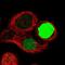 Capping Actin Protein, Gelsolin Like antibody, NBP1-90214, Novus Biologicals, Immunofluorescence image 
