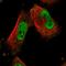 Metastasis Associated 1 Family Member 3 antibody, HPA039433, Atlas Antibodies, Immunofluorescence image 