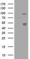Carbonic Anhydrase 12 antibody, TA505598, Origene, Western Blot image 