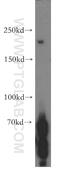 Phospholipase C Eta 1 antibody, 19143-1-AP, Proteintech Group, Western Blot image 