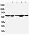 MDM2 Proto-Oncogene antibody, PA1378, Boster Biological Technology, Western Blot image 