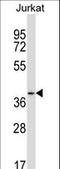 Progestin And AdipoQ Receptor Family Member 6 antibody, LS-C163361, Lifespan Biosciences, Western Blot image 