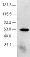 F-box-like/WD repeat-containing protein TBL1X antibody, ab24548, Abcam, Western Blot image 