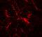 RUN And SH3 Domain Containing 2 antibody, A12113-1, Boster Biological Technology, Immunofluorescence image 