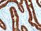 Ig gamma-2A chain C region, A allele antibody, orb388269, Biorbyt, Immunohistochemistry paraffin image 