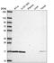 Wnt Ligand Secretion Mediator antibody, HPA069520, Atlas Antibodies, Western Blot image 
