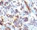 LeB antibody, V7139IHC-7ML, NSJ Bioreagents, Immunohistochemistry paraffin image 